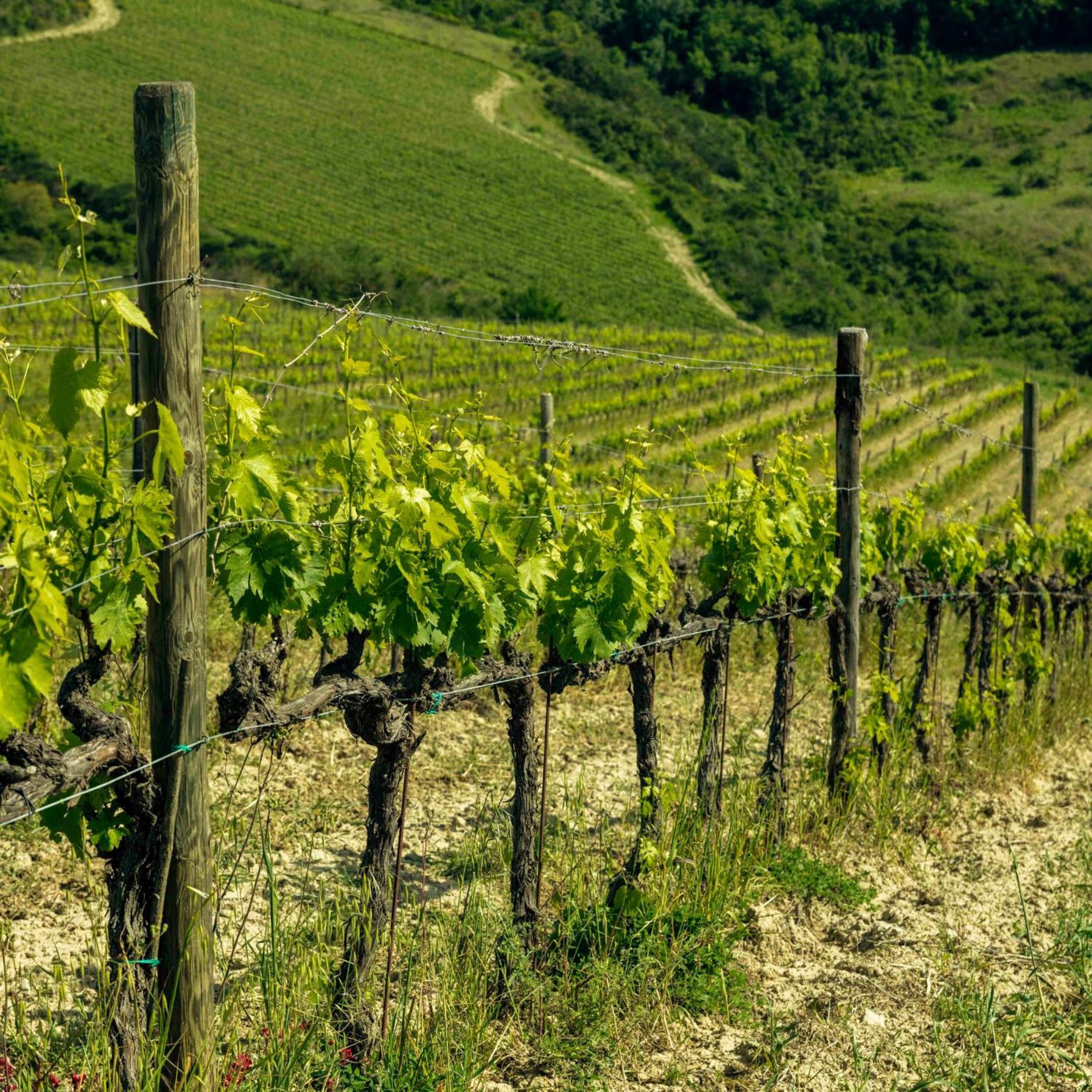 Agriturismo Poggio Il Castellare Montalcino Eksteriør billede